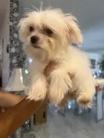 Pip, a male Maltese for sale in Orlando, FL – 2 of 2