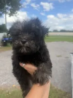 Luna, a female Aussiedoodle for sale in Orlando, FL – 2 of 3
