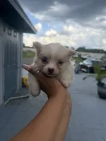 Sonny , a male Pomeranian for sale in Orlando, FL – 3 of 4