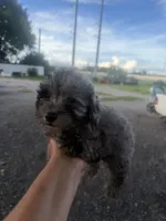 Rocky, a male Poodle - Toy  for sale in Orlando, FL – 2 of 2