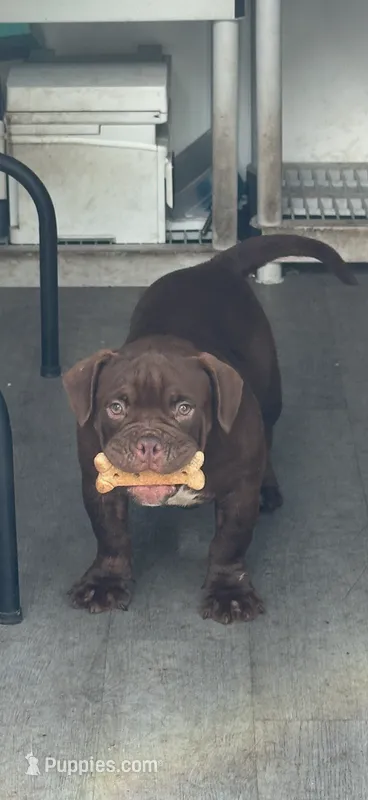 Lily  - Micro Bully/Nano – American Pit Bull Terrier puppy for sale in Orlando, FL