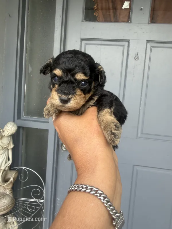 Bravo – Poodle - Toy  puppy for sale in Orlando, FL