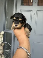 Bravo, a male Poodle - Toy  for sale in Orlando, FL – 1 of 1
