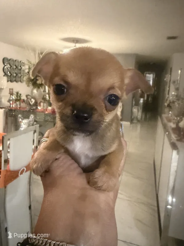 Lexie - AppleHead  – Chihuahua puppy for sale in Orlando, FL