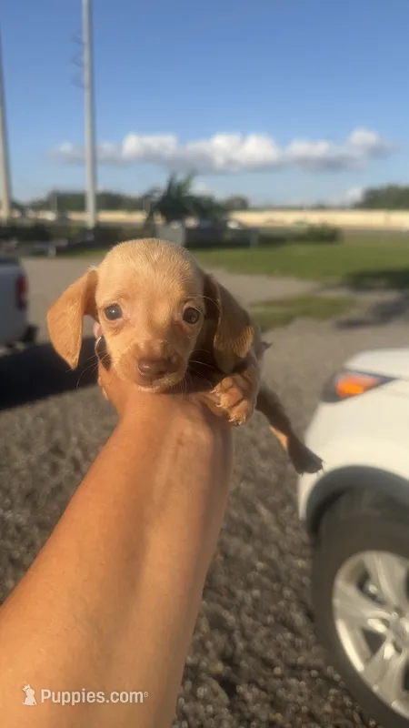 Hazel – Miniature Dachshund puppy for sale in Orlando, FL
