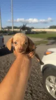 Hazel, a female Miniature Dachshund for sale in Orlando, FL – 1 of 2