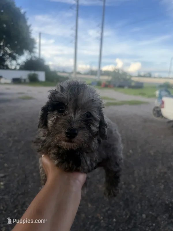 Rocky – Poodle - Toy  puppy for sale in Orlando, FL