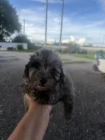 Rocky, a male Poodle - Toy  for sale in Orlando, FL – 1 of 2