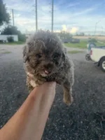 Loki, a male Poodle - Toy  for sale in Orlando, FL – 1 of 2