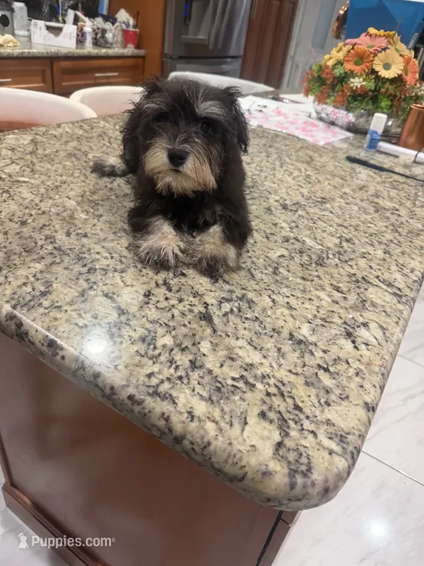 Sadie – Miniature Schnauzer puppy for sale in Orlando, FL