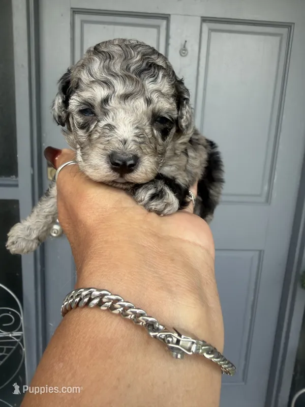 Star – Poodle - Toy  puppy for sale in Orlando, FL