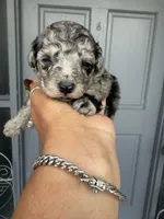Star, a female Poodle - Toy  for sale in Orlando, FL – 1 of 1