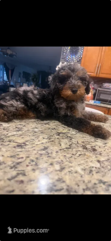 Lulu - Toy Goldendoodle – Goldendoodle puppy for sale in Orlando, FL