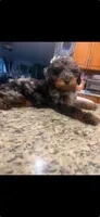 Lulu - Toy Goldendoodle, a female Goldendoodle for sale in Orlando, FL – 1 of 1