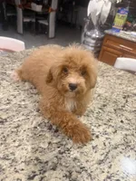 Chip, a male Poodle - Toy  for sale in Orlando, FL – 2 of 2