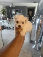Finn, a male Maltese for sale in Orlando, FL – 3 of 3