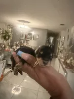 Toy poodle males, a male Poodle - Toy  for sale in Orlando, FL – 3 of 3