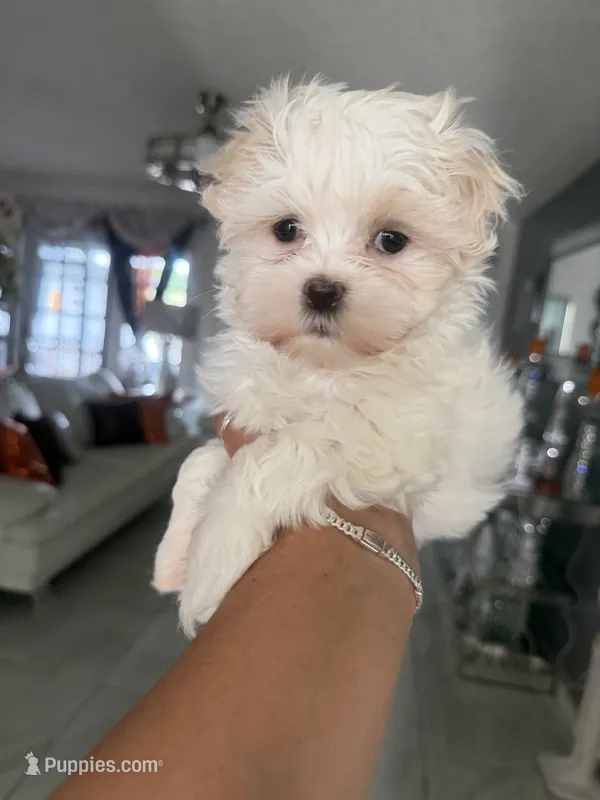 Tini – Maltese puppy for sale in Orlando, FL