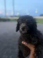 Duke, a male Poodle - Toy  for sale in Orlando, FL – 2 of 2