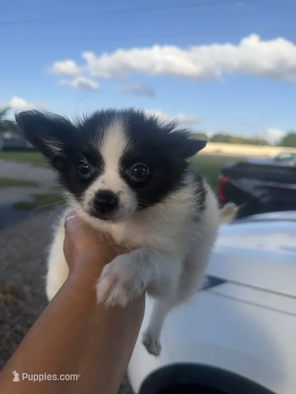 Louie  – Pomeranian puppy for sale in Orlando, FL