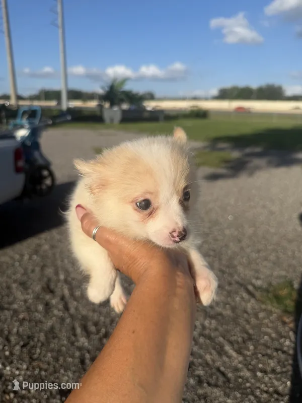 Max – Pomeranian puppy for sale in Orlando, FL