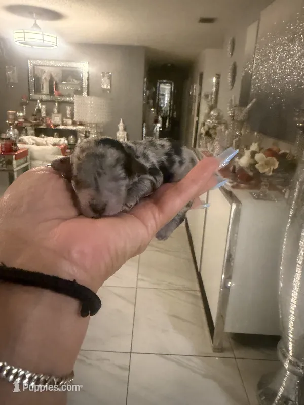 Toy poodle males litter – Poodle - Toy  puppy for sale in Orlando, FL