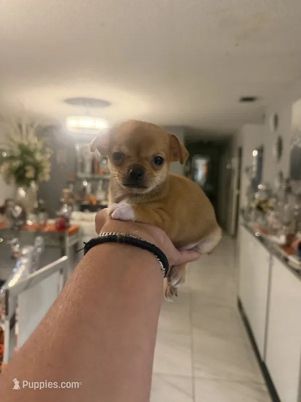 Rose - Apple head – Chihuahua puppy for sale in Orlando, FL