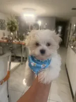 Charlie , a male Maltese for sale in Orlando, FL – 2 of 2