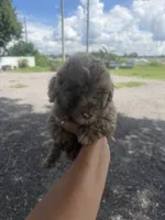Bear, a male Poodle - Toy  for sale in Orlando, FL – 2 of 2