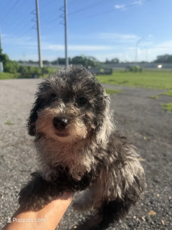 Timmy – Poodle - Toy  puppy for sale in Orlando, FL