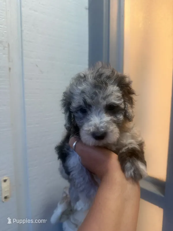 Star – Poodle - Toy  puppy for sale in Orlando, FL