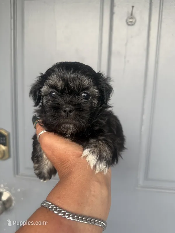 Precious - imperial  – Shih Tzu puppy for sale in Orlando, FL