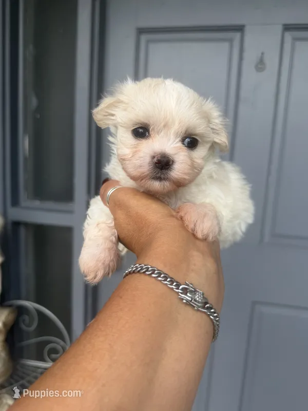 Bella – Maltese puppy for sale in Orlando, FL