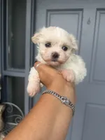 Bella, a female Maltese for sale in Orlando, FL – 1 of 1