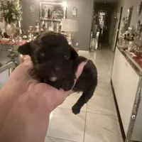 2 male AKC, a male Poodle - Toy  for sale in Orlando, FL – Photo 2 of 4