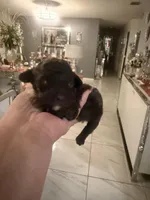 3 male AKC, a male Poodle - Toy  for sale in Orlando, FL – Photo 2 of 4