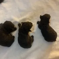 2 male AKC, a male Poodle - Toy  for sale in Orlando, FL – Photo 4 of 4