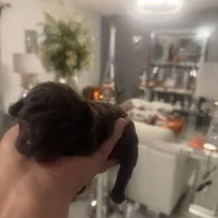 2 male AKC, a male Poodle - Toy  for sale in Orlando, FL – Photo 3 of 4