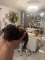 3 male AKC, a male Poodle - Toy  for sale in Orlando, FL – Photo 3 of 4