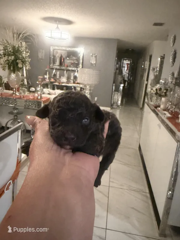 3 male AKC, a male Poodle - Toy  for sale in Orlando, FL – Photo 1 of 4