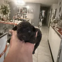 2 male AKC, a male Poodle - Toy  for sale in Orlando, FL – Photo 1 of 4