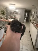 3 male AKC, a male Poodle - Toy  for sale in Orlando, FL – Photo 1 of 4