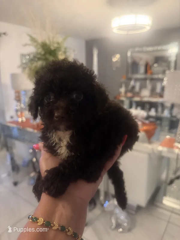 1 male AKC – Poodle - Toy  puppy for sale in Orlando, FL