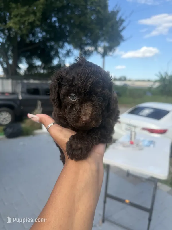 Mochi - pure Chocolate - AKC papers  – Poodle - Toy  puppy for sale in Orlando, FL