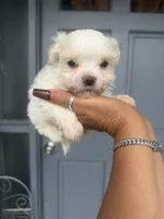Charlie , a male Maltese for sale in Orlando, FL – 2 of 2