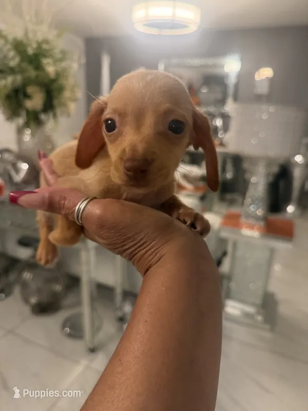Benji – Miniature Dachshund puppy for sale in Orlando, FL