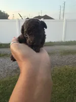 Mochi - pure Chocolate - AKC papers , a female Poodle - Toy  for sale in Orlando, FL – 2 of 2