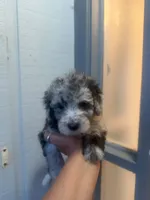 Star, a female Poodle - Toy  for sale in Orlando, FL – 3 of 3