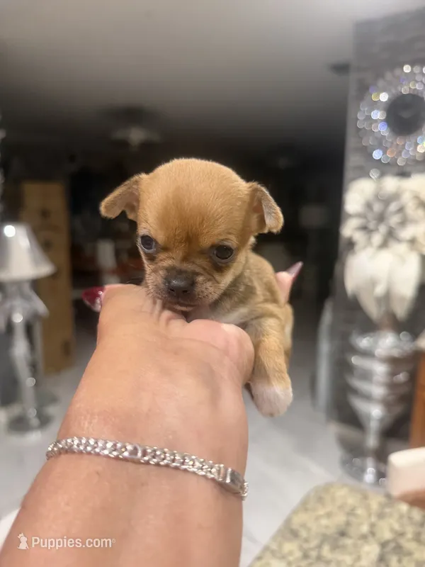 Rose - Apple head – Chihuahua puppy for sale in Orlando, FL