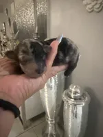 Toy poodle males litter, a male Poodle - Toy  for sale in Orlando, FL – 6 of 6